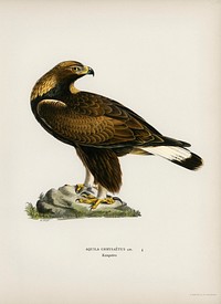 Golden Eagle (Aquila chrysaetos) illustrated by <a href="https://www.rawpixel.com/search/the%20von%20Wright%20brothers?">the von Wright brothers.</a> Digitally enhanced from our own 1929 folio version of Svenska F&aring;glar Efter Naturen Och Pa Sten Ritade.