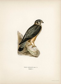 Merlin male (Falco aesalon) illustrated by the von Wright brothers. Digitally enhanced from our own 1929 folio version of Svenska Fåglar Efter Naturen Och Pa Sten Ritade.