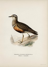 Eurasian dotterel ♂ (Charadrius (eudromias) morinellus) illustrated by <a href="https://www.rawpixel.com/search/the%20von%20Wright%20brothers?">the von Wright brothers.</a> Digitally enhanced from our own 1929 folio version of Svenska F&aring;glar Efter Naturen Och Pa Sten Ritade.