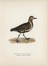 European Golden-Plover (Charadrius pluvialis apricarius) illustrated by the von Wright brothers. Digitally enhanced from our own 1929 folio version of Svenska F&aring;glar Efter Naturen Och Pa Sten Ritade.