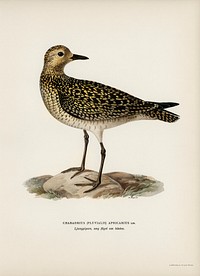 European Golden-Plover (charadrius pluvialis apricarius) illustrated by <a href="https://www.rawpixel.com/search/the%20von%20Wright%20brothers?">the von Wright brothers. </a>Digitally enhanced from our own 1929 folio version of Svenska F&aring;glar Efter Naturen Och Pa Sten Ritade.