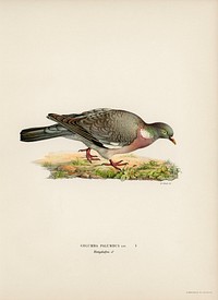 Common wood pigeon ♂ (Columba palumbus) illustrated by the von Wright brothers. Digitally enhanced from our own 1929 folio version of Svenska F&aring;glar Efter Naturen Och Pa Sten Ritade.