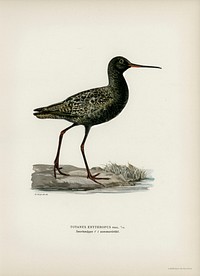 Spotted redshank (Totanus erythropus) illustrated by <a href="https://www.rawpixel.com/search/the%20von%20Wright%20brothers?">the von Wright brothers. </a>Digitally enhanced from our own 1929 folio version of Svenska F&aring;glar Efter Naturen Och Pa Sten Ritade.