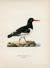 Eurasian oystercatcher ♀ (Haematopus ostralegus) illustrated by the von Wright brothers. Digitally enhanced from our own 1929 folio version of Svenska Fåglar Efter Naturen Och Pa Sten Ritade.