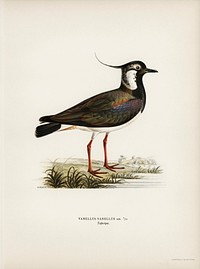 Northern labwing (Vanellus vanellus) illustrated by <a href="https://www.rawpixel.com/search/the%20von%20Wright%20brothers?">the von Wright brothers.</a> Digitally enhanced from our own 1929 folio version of Svenska F&aring;glar Efter Naturen Och Pa Sten Ritade.