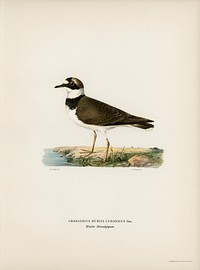 Little Ringed Plover (Charadrius dubius) illustrated by<a href="https://www.rawpixel.com/search/the%20von%20Wright%20brothers?"> the von Wright brothers</a>. Digitally enhanced from our own 1929 folio version of Svenska F&aring;glar Efter Naturen Och Pa Sten Ritade.