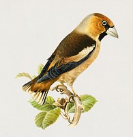 Hawfinch (Coccothraustes coccothraustes) illustrated by<a href="https://www.rawpixel.com/search/the%20von%20Wright%20brothers?"> the von Wright brothers</a>. Digitally enhanced from our own 1929 folio version of Svenska F&aring;glar Efter Naturen Och Pa Sten Ritade.