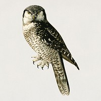 Bird northern hawk owl psd hand drawn