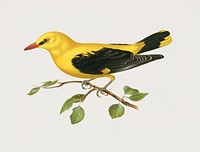 Eurasian golden oriole male (Oriolus oriolus bird) illustrated by <a href="https://www.rawpixel.com/search/the%20von%20Wright%20brothers?">the von Wright brothers. </a>Digitally enhanced from our own 1929 folio version of Svenska F&aring;glar Efter Naturen Och Pa Sten Ritade.