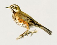 Redwing (Turdus iliacus) illustrated by<a href="https://www.rawpixel.com/search/the%20von%20Wright%20brothers?"> the von Wright brothers</a>. Digitally enhanced from our own 1929 folio version of Svenska F&aring;glar Efter Naturen Och Pa Sten Ritade.