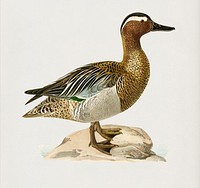 Garganey male (Anas querquedula) illustrated by<a href="https://www.rawpixel.com/search/the%20von%20Wright%20brothers?"> the von Wright brothers</a>. Digitally enhanced from our own 1929 folio version of Svenska F&aring;glar Efter Naturen Och Pa Sten Ritade.