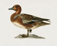 Eurasian wigeon male (Anas (Mereca) penelope) illustrated by <a href="https://www.rawpixel.com/search/the%20von%20Wright%20brothers?&amp;page=1">the von Wright brothers</a>. Digitally enhanced from our own 1929 folio version of Svenska F&aring;glar Efter Naturen Och Pa Sten Ritade.
