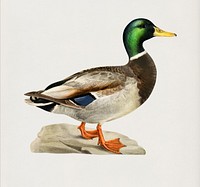 Mallard male (Anas platyrhynchos) illustrated by <a href="https://www.rawpixel.com/search/the%20von%20Wright%20brothers?&amp;page=1">the von Wright brothers</a>. Digitally enhanced from our own 1929 folio version of Svenska F&aring;glar Efter Naturen Och Pa Sten Ritade.