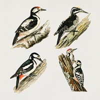 Vintage birds and woodpeckers psd hand drawn set