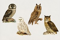 Vintage birds and owls psd hand drawn set