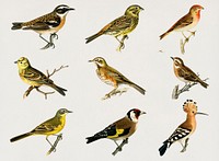 Vintage small birds psd hand drawn set
