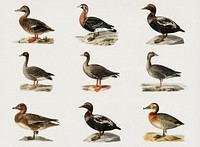 Vintage ducks bird psd hand drawn set