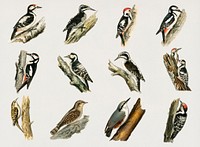 Vintage birds and woodpeckers psd hand drawn set