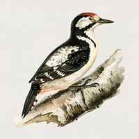 Great spotted woodpecker (Dendrocopos major) illustrated by <a href="https://www.rawpixel.com/search/the%20von%20Wright%20brothers?">the von Wright brothers</a>. Digitally enhanced from our own 1929 folio version of Svenska F&aring;glar Efter Naturen Och Pa Sten Ritade.