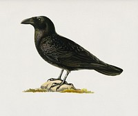 Common raven (Corvus corax) illustrated by<a href="https://www.rawpixel.com/search/the%20von%20Wright%20brothers?&amp;page=1"> the von Wright brothers</a>. Digitally enhanced from our own 1929 folio version of Svenska F&aring;glar Efter Naturen Och Pa Sten Ritade.