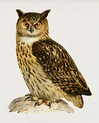 Eurasian eagle-owl (BUBO BUBO) illustrated by <a href="https://www.rawpixel.com/search/the%20von%20Wright%20brothers?&amp;page=1">the von Wright brothers</a>. Digitally enhanced from our own 1929 folio version of Svenska F&aring;glar Efter Naturen Och Pa Sten Ritade.