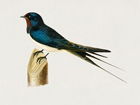 Barn Swallow male (Chelidon rustica) illustrated by <a href="https://www.rawpixel.com/search/the%20von%20Wright%20brothers?">the von Wright brothers</a>. Digitally enhanced from our own 1929 folio version of Svenska F&aring;glar Efter Naturen Och Pa Sten Ritade.