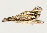 European nightjar (CAPRIMULGUS EUROPAEUS) illustrated by the von Wright brothers. Digitally enhanced from our own 1929 folio version of Svenska Fåglar Efter Naturen Och Pa Sten Ritade.