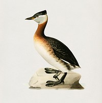Red-necked grebe male (Odiceps grisegena) illustrated by <a href="https://www.rawpixel.com/search/the%20von%20Wright%20brothers?">the von Wright brothers</a>. Digitally enhanced from our own 1929 folio version of Svenska F&aring;glar Efter Naturen Och Pa Sten Ritade.