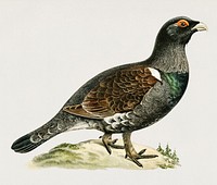 Western capercaillie (TETRAO UROGALLUS) illustrated by <a href="https://www.rawpixel.com/search/the%20von%20Wright%20brothers?">the von Wright brothers.</a> Digitally enhanced from our own 1929 folio version of Svenska F&aring;glar Efter Naturen Och Pa Sten Ritade.