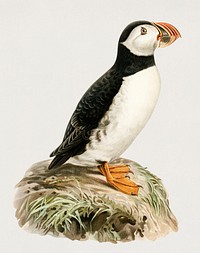 Atlantic puffin (Fratercula arctica) illustrated by <a href="https://www.rawpixel.com/search/the%20von%20Wright%20brothers?">the von Wright brothers.</a> Digitally enhanced from our own 1929 folio version of Svenska F&aring;glar Efter Naturen Och Pa Sten Ritade.