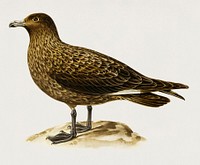 Great skua (Stercorarius skua) illustrated by <a href="https://www.rawpixel.com/search/the%20von%20Wright%20brothers?">the von Wright brothers</a>. Digitally enhanced from our own 1929 folio version of Svenska F&aring;glar Efter Naturen Och Pa Sten Ritade.
