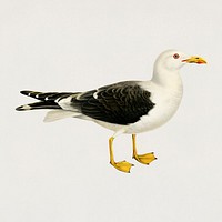 Vintage gull bird hand drawing