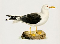 Lesser blak-backed gull (Larus fuscus) illustrated by <a href="https://www.rawpixel.com/search/the%20von%20Wright%20brothers?">the von Wright brothers</a>. Digitally enhanced from our own 1929 folio version of Svenska F&aring;glar Efter Naturen Och Pa Sten Ritade.