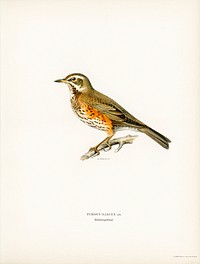 Redwing (Turdus iliacus) illustrated by<a href="https://www.rawpixel.com/search/the%20von%20Wright%20brothers?"> the von Wright brothers</a>. Digitally enhanced from our own 1929 folio version of Svenska F&aring;glar Efter Naturen Och Pa Sten Ritade.
