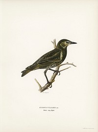 Starling (Sturnus vulgaris) illustrated by the von Wright brothers. Digitally enhanced from our own 1929 folio version of Svenska Fåglar Efter Naturen Och Pa Sten Ritade.