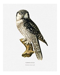 Northern hawk-owl (Surnia Ulula) illustration wall art print and poster.