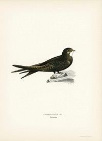 The Common Swift (Cypselus Apus) illustrated by <a href="https://www.rawpixel.com/search/the%20von%20Wright%20brothers?">the von Wright brothers.</a> Digitally enhanced from our own 1929 folio version of Svenska F&aring;glar Efter Naturen Och Pa Sten Ritade.