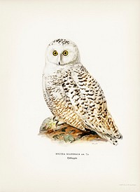 Snowy owl (Nyctea Scandiaca) illustrated by <a href="https://www.rawpixel.com/search/the%20von%20Wright%20brothers?&amp;page=1">the von Wright brothers</a>. Digitally enhanced from our own 1929 folio version of Svenska F&aring;glar Efter Naturen Och Pa Sten Ritade.