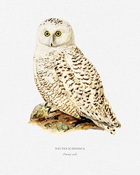 Snowy owl (Nyctea Scandiaca) illustrated by <a href="https://www.rawpixel.com/search/the%20von%20Wright%20brothers?&amp;page=1">the von Wright brothers</a>. Digitally enhanced from our own 1929 folio version of Svenska F&aring;glar Efter Naturen Och Pa Sten Ritade.