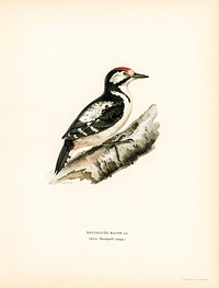 Great spotted woodpecker (Dendrocopos major) illustrated by <a href="https://www.rawpixel.com/search/the%20von%20Wright%20brothers?">the von Wright brothers</a>. Digitally enhanced from our own 1929 folio version of Svenska F&aring;glar Efter Naturen Och Pa Sten Ritade.
