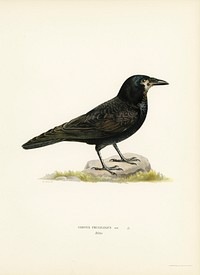 Rook (Corvus Frugilegus) illustrated by the von Wright brothers. Digitally enhanced from our own 1929 folio version of Svenska Fåglar Efter Naturen Och Pa Sten Ritade.