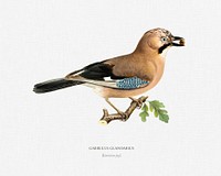 Eurasian jay (Garrulus glandarius) illustrated by the von Wright brothers. Digitally enhanced from our own 1929 folio version of Svenska Fåglar Efter Naturen Och Pa Sten Ritade.