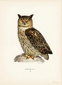 Eurasian eagle-owl (BUBO BUBO) illustrated by <a href="https://www.rawpixel.com/search/the%20von%20Wright%20brothers?&amp;page=1">the von Wright brothers</a>. Digitally enhanced from our own 1929 folio version of Svenska F&aring;glar Efter Naturen Och Pa Sten Ritade.