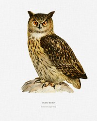 Eurasian eagle-owl (BUBO BUBO) illustrated by the von Wright brothers. Digitally enhanced from our own 1929 folio version of Svenska F&aring;glar Efter Naturen Och Pa Sten Ritade.