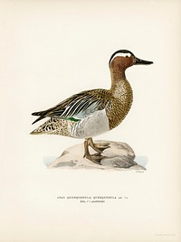 Garganey male (Anas querquedula) illustrated by<a href="https://www.rawpixel.com/search/the%20von%20Wright%20brothers?"> the von Wright brothers</a>. Digitally enhanced from our own 1929 folio version of Svenska F&aring;glar Efter Naturen Och Pa Sten Ritade.