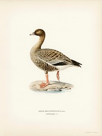Pink-footed Goose (Anser brachyrhynchus) illustrated by <a href="https://www.rawpixel.com/search/the%20von%20Wright%20brothers?">the von Wright brothers.</a> Digitally enhanced from our own 1929 folio version of Svenska F&aring;glar Efter Naturen Och Pa Sten Ritade.