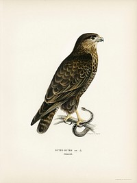 Common Buzzard (BUTEO BUTEO) illustrated by<a href="https://www.rawpixel.com/search/the%20von%20Wright%20brothers?"> the von Wright brothers</a>. Digitally enhanced from our own 1929 folio version of Svenska F&aring;glar Efter Naturen Och Pa Sten Ritade.