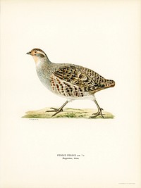 Grey partridge (PERDIX PERDIX) illustrated by the von Wright brothers. Digitally enhanced from our own 1929 folio version of Svenska Fåglar Efter Naturen Och Pa Sten Ritade.