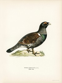 Western capercaillie (TETRAO UROGALLUS) illustrated by <a href="https://www.rawpixel.com/search/the%20von%20Wright%20brothers?">the von Wright brothers</a>. Digitally enhanced from our own 1929 folio version of Svenska F&aring;glar Efter Naturen Och Pa Sten Ritade.