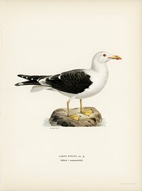 Lesser blak-backed gull (Larus fuscus) illustrated by the von Wright brothers. Digitally enhanced from our own 1929 folio version of Svenska F&aring;glar Efter Naturen Och Pa Sten Ritade.